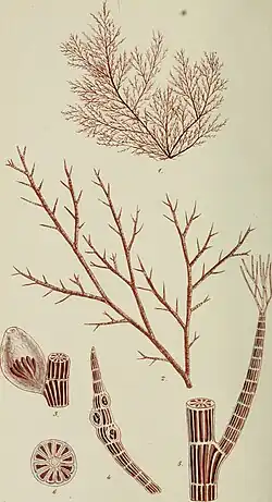 Illustration of "Polysiphonia simulans". Fig. 1. natural size. 2. A small branch. 3. Ceramidium. 4. Ramulus with imbedded tetraspores. 5. Joints from the stem, and young ramulus with apical fibres. 6. Transverse section of the stem : — all magnified.
