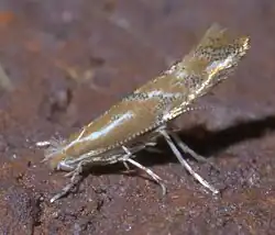 Lateral view (3.6 mm long)