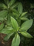 Leaves