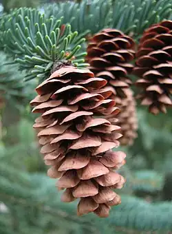 Mature female cone