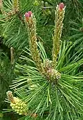 Female cones and young shoots