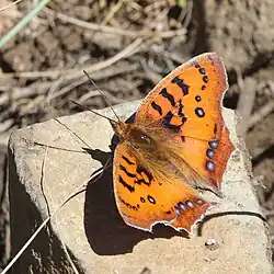 Catacroptera cloanthe