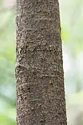 P. bicolor bark