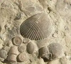 Plagiostoma striatum