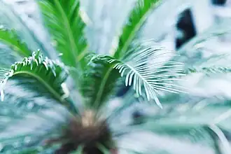 Japanese umbrella-pine (Sciadopitys verticillata).