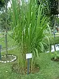 Arundo donax
