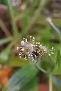 Plantago leiopetala with stamens.