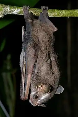 Brown bat