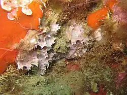 "Pleraplysilla spinifera"