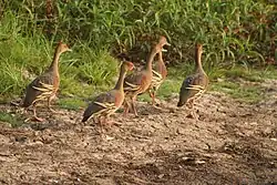 Plumed whistling ducks