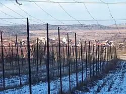 View towards Pnětluky through a hop garden