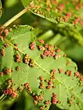 Poison ivy leaf galls caused by Aculops rhois