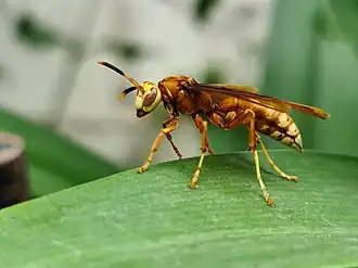 Polistes cavapyta in Brazil.