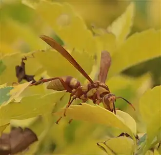 Polistes major colombianus in Colombia.