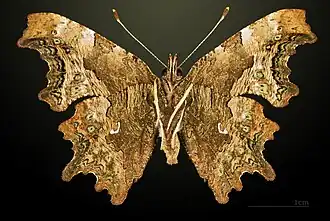 Male underside