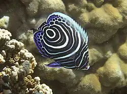 A juvenile emperor angelfish