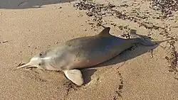 Beached La Plata dolphin