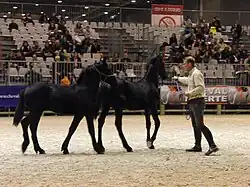 In a show ring, a man presents two black foals in halters.