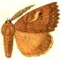 drawing of Prionoptera serraoides. an orange coloured moth, it is missing its left wing and antenna