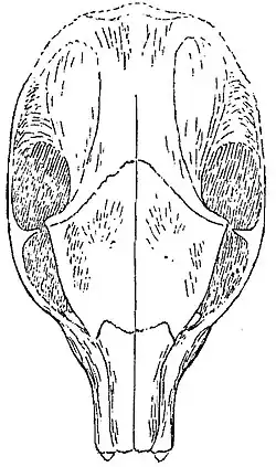 Line illustration of the top of an animal skull