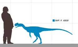 Diagram showing a silhouette of Proceratosaurus in blue compared to the silhouette of a person in brown. The head and top of the back of the dinosaur are around level with the person's hip.