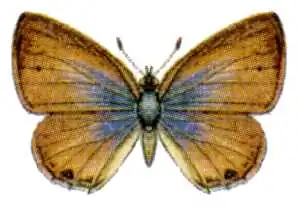 Dorsal view