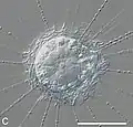 Acanthocystis myriospina from Veternica
