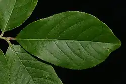 Upper surface of leaf