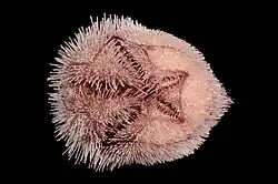 Prymnaster investigatoris (Schizasteridae)