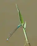 Male
