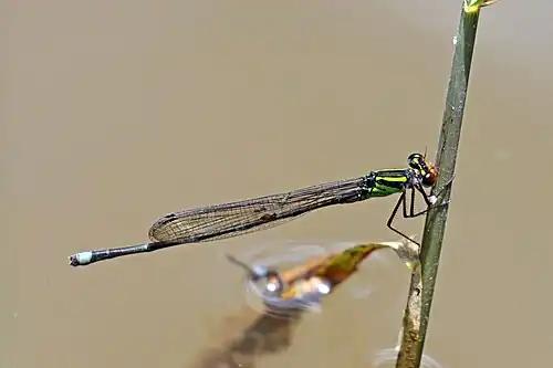 P. dispar male