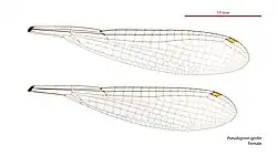 Female wings