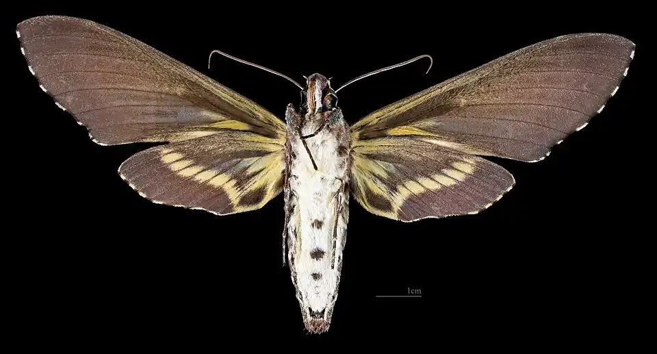 Female ventral