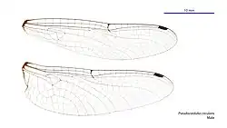 Male wings