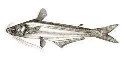 A detailed black and white printed image of a fish, the fish is straight, with little curves, it's side fins are close to the head and it's bottom fin is relatively large
