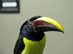 Green aracari (Pteroglossus viridis)