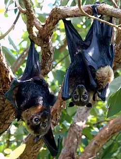 Brown bats