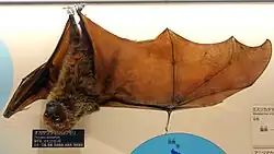 Brown bat