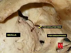 Pterygopalatine fossa