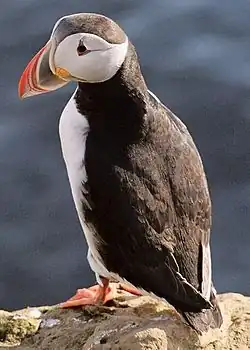 Atlantic puffin Fratercula arctica lunde