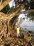 Tree growing on Tiga Island shore