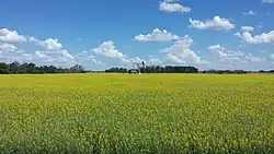 Pumpjack in a canola field in the RM of Moose Creek