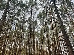 Forest near Stare Kiełbonki