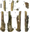 Pubic bones of CMN 8902 from multiple views