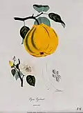 Quince (Cydonia oblonga)