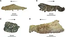 Quinkana holotype specimens
