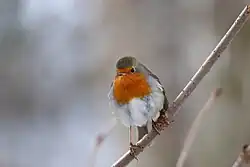 European robin, Häckeberga Slott, Skåne