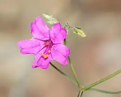 Mirabilis coccinea at Patagonia Roadside Rest in Arizona
