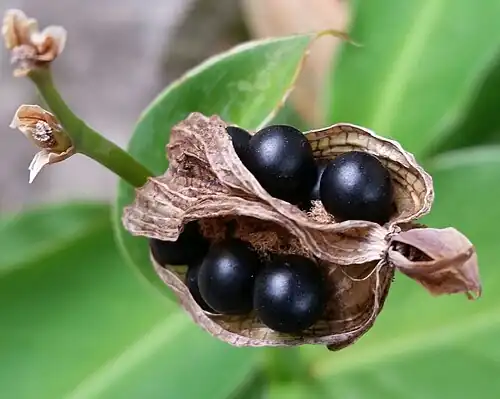 Capsules and seeds