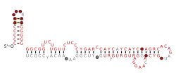 Flavi_TBFV_CRE Secondary structure taken from the Rfam database. Family RF03538